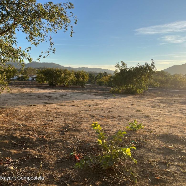 780
